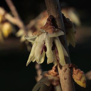 fiori-38