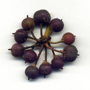 frutti-e-semi-6