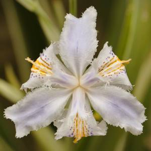 fiori-6
