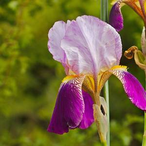 fiori-1