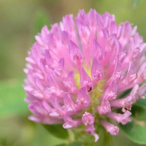 fiori-26