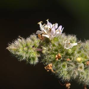 macro-14