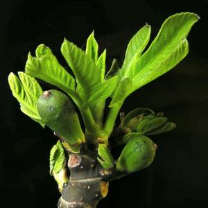 frutti-e-semi-5
