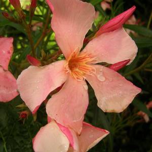 fiori-14