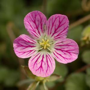 fiori-28